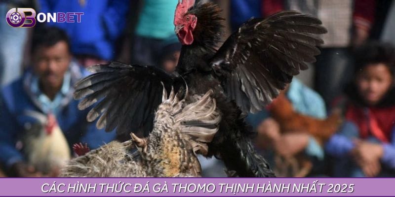 Các hình thức đá gà Thomo thịnh hành nhất 2025