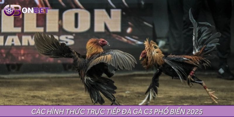 Các hình thức trực tiếp đá gà C3 phổ biến 2025