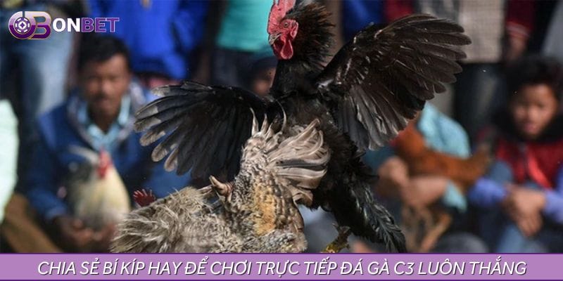 Chia sẻ bí kíp hay để chơi trực tiếp đá gà C3 luôn thắng