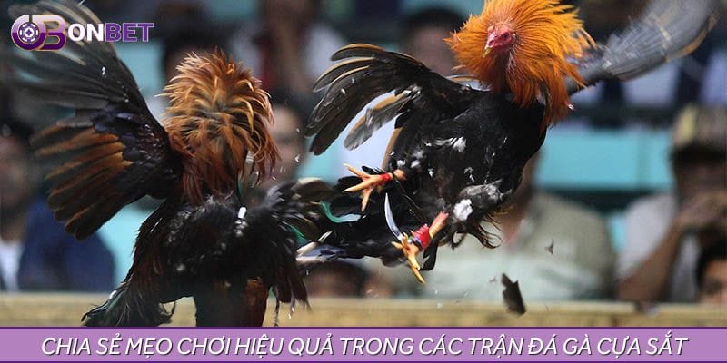 Chia sẻ mẹo chơi hiệu quả trong các trận đá gà cựa sắt