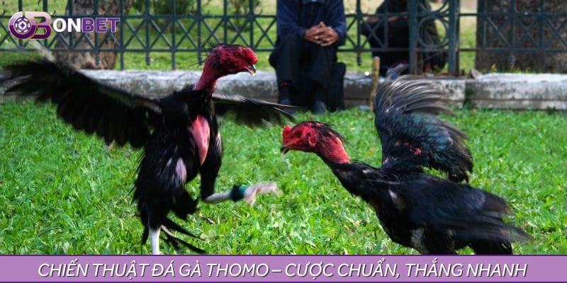 Chiến thuật đá gà Thomo – Cược chuẩn, thắng nhanh chóng