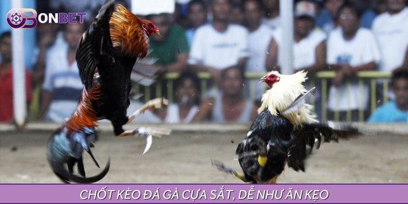 Chốt kèo đá gà cựa sắt, dễ như ăn kẹo