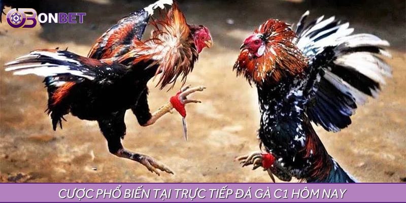 Các loại hình trực tiếp đá gà C1 hôm nay hấp dẫn nhất 2025