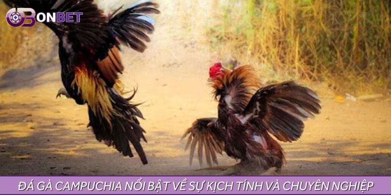 Đá gà Campuchia nổi bật về sự kịch tính và chuyên nghiệp