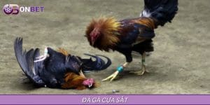 Đá Gà Cựa Sắt - Chiến Thuật, Kỹ Năng Và Thử Thách 2025