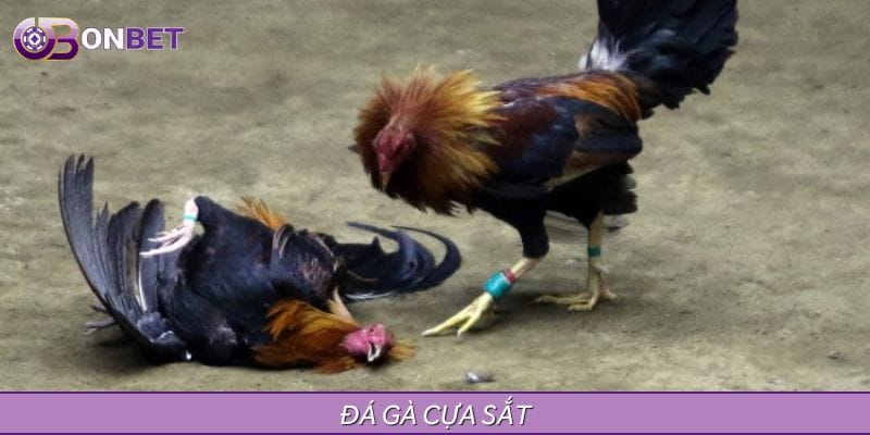 Đá Gà Cựa Sắt - Chiến Thuật, Kỹ Năng Và Thử Thách 2025