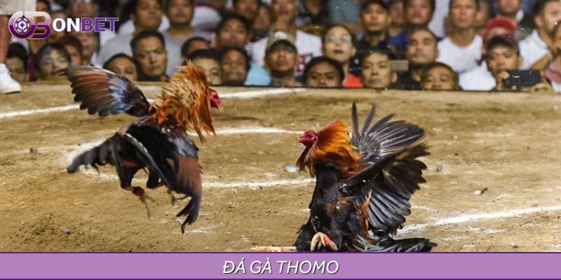 Đá Gà Thomo - Màn So Tài Đỉnh Cao Của Những Chiến Kê