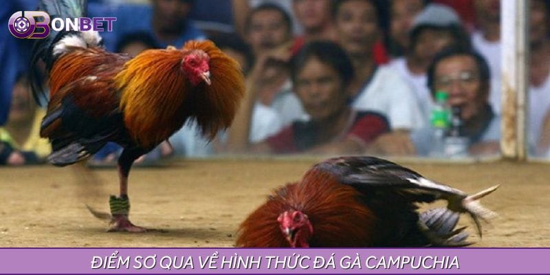 Điểm sơ qua về hình thức đá gà Campuchia