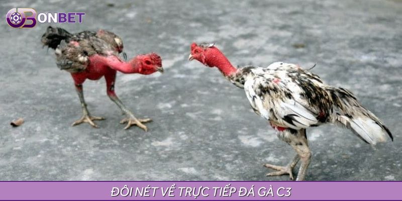 Đôi nét về trực tiếp đá gà C3