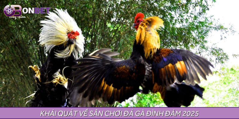 Khái quát về sân chơi đá gà đình đám 2025
