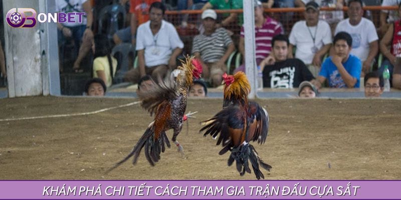 Khám phá chi tiết cách tham gia trận đấu cựa sắt