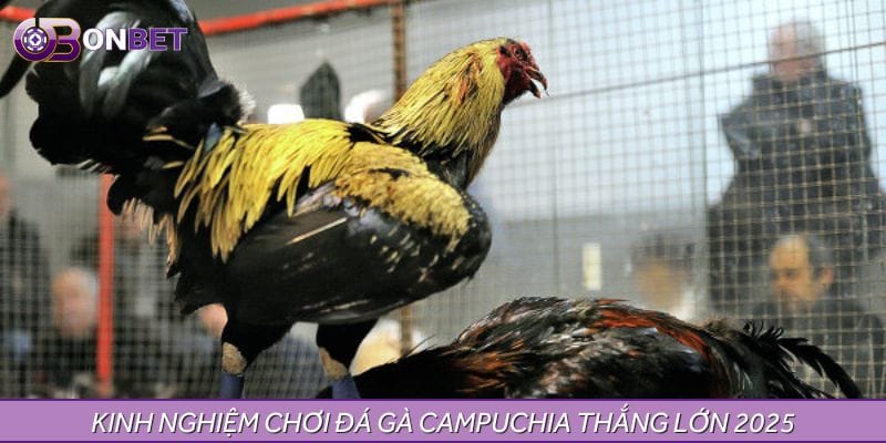 Kinh nghiệm chơi đá gà Campuchia thắng lớn 2025