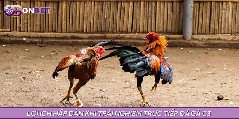 Lợi ích hấp dẫn khi trải nghiệm trực tiếp đá gà C3 
