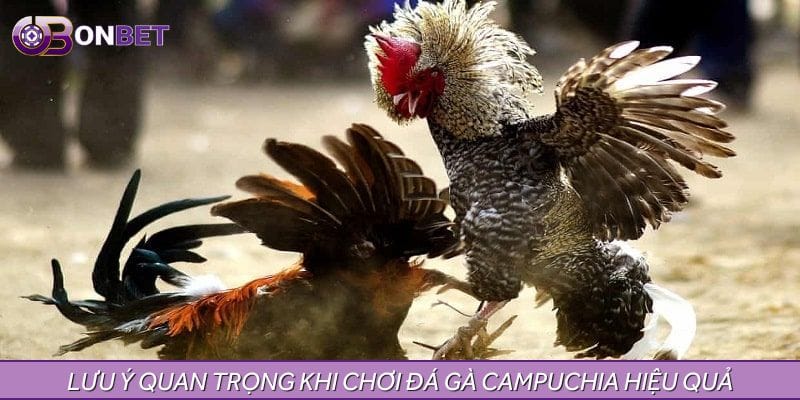 Lưu ý quan trọng khi chơi đá gà Campuchia hiệu quả