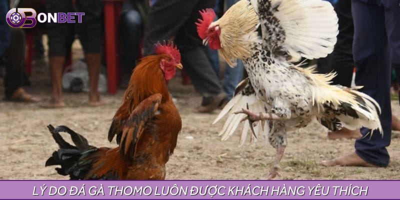 Lý do đá gà Thomo luôn được khách hàng yêu thích