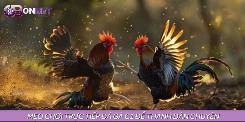 Chia sẻ mẹo chơi Trực tiếp đá gà C1 hôm nay để thành dân chuyên