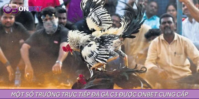 Một số trường trực tiếp đá gà C3 được ONBET cung cấp