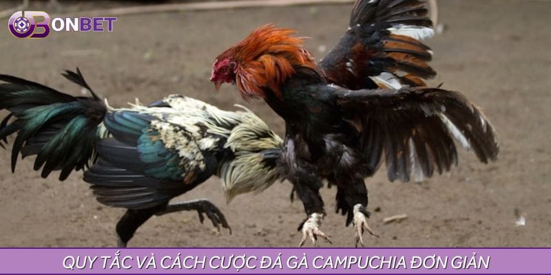 Quy tắc và cách cược đá gà Campuchia đơn giản