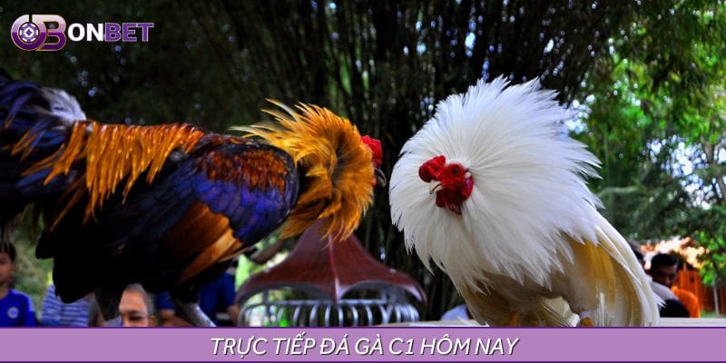 Trực Tiếp Đá Gà C1 Hôm Nay - Sân Chơi Của Chiến Kê Ưu Tú