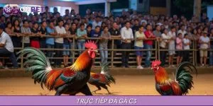 Trực Tiếp Đá Gà C3 - Kịch Tính Mỗi Trận, Thắng Lớn Mỗi Ngày